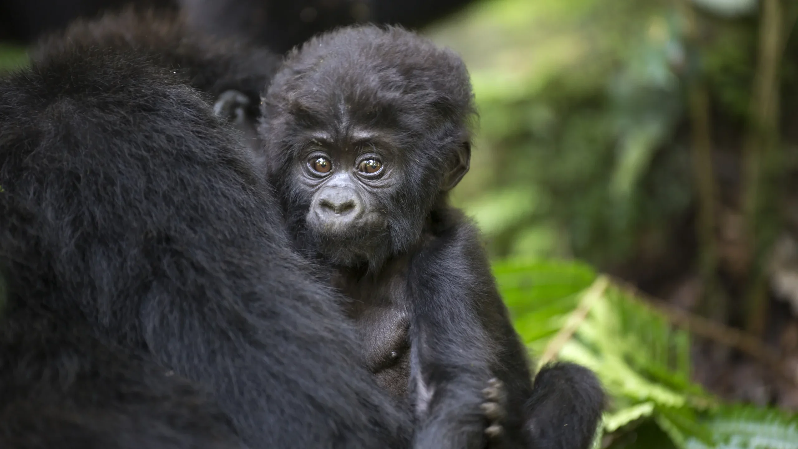 baby gorilla with mother