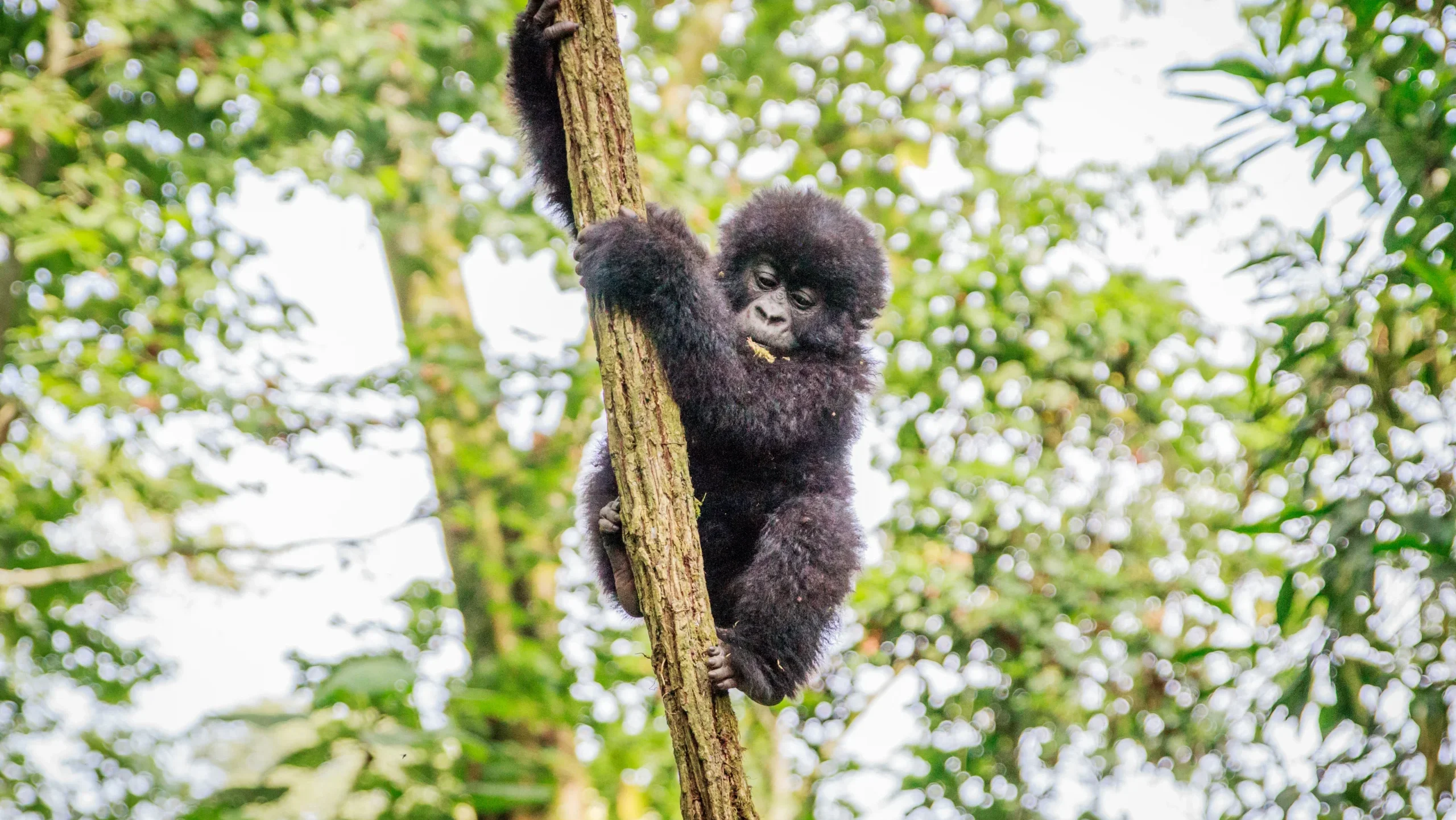 baby gorilla climbing a tree