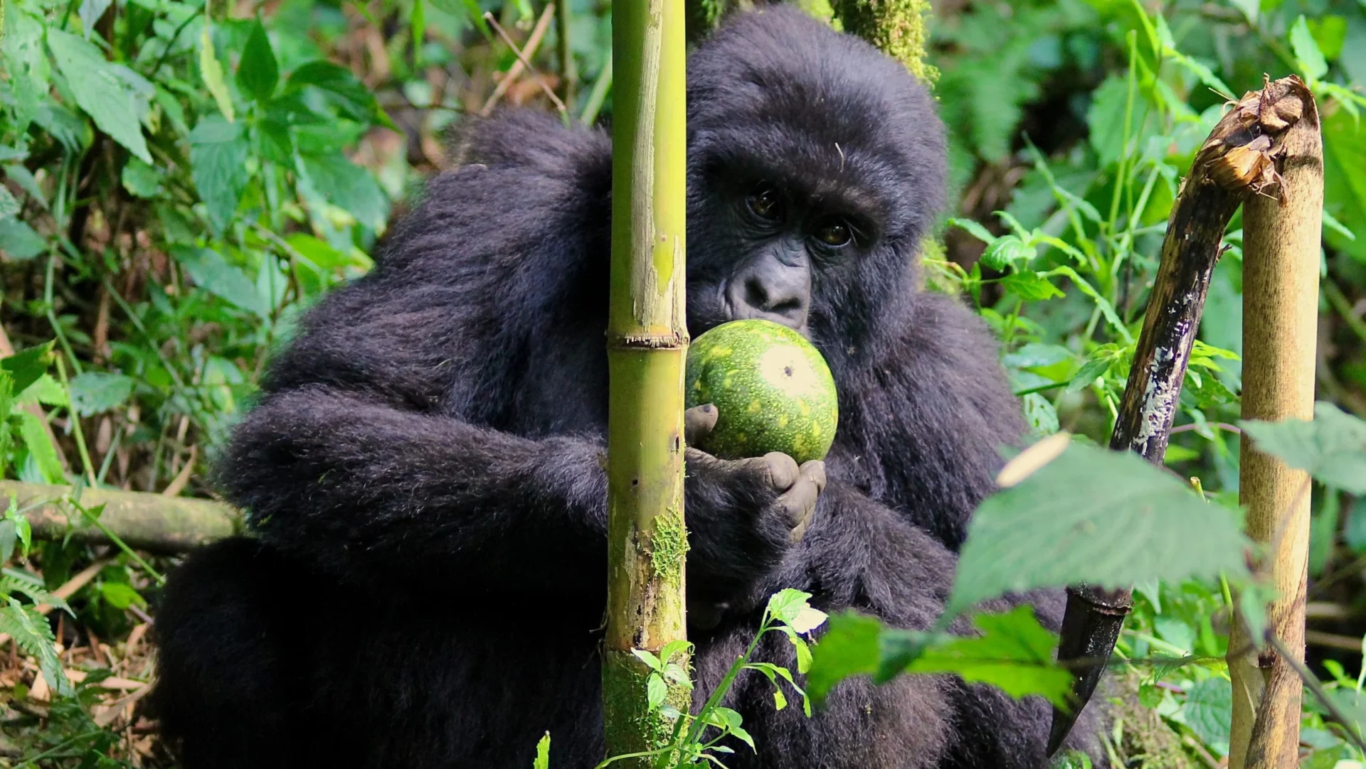 gorilla eating fruit