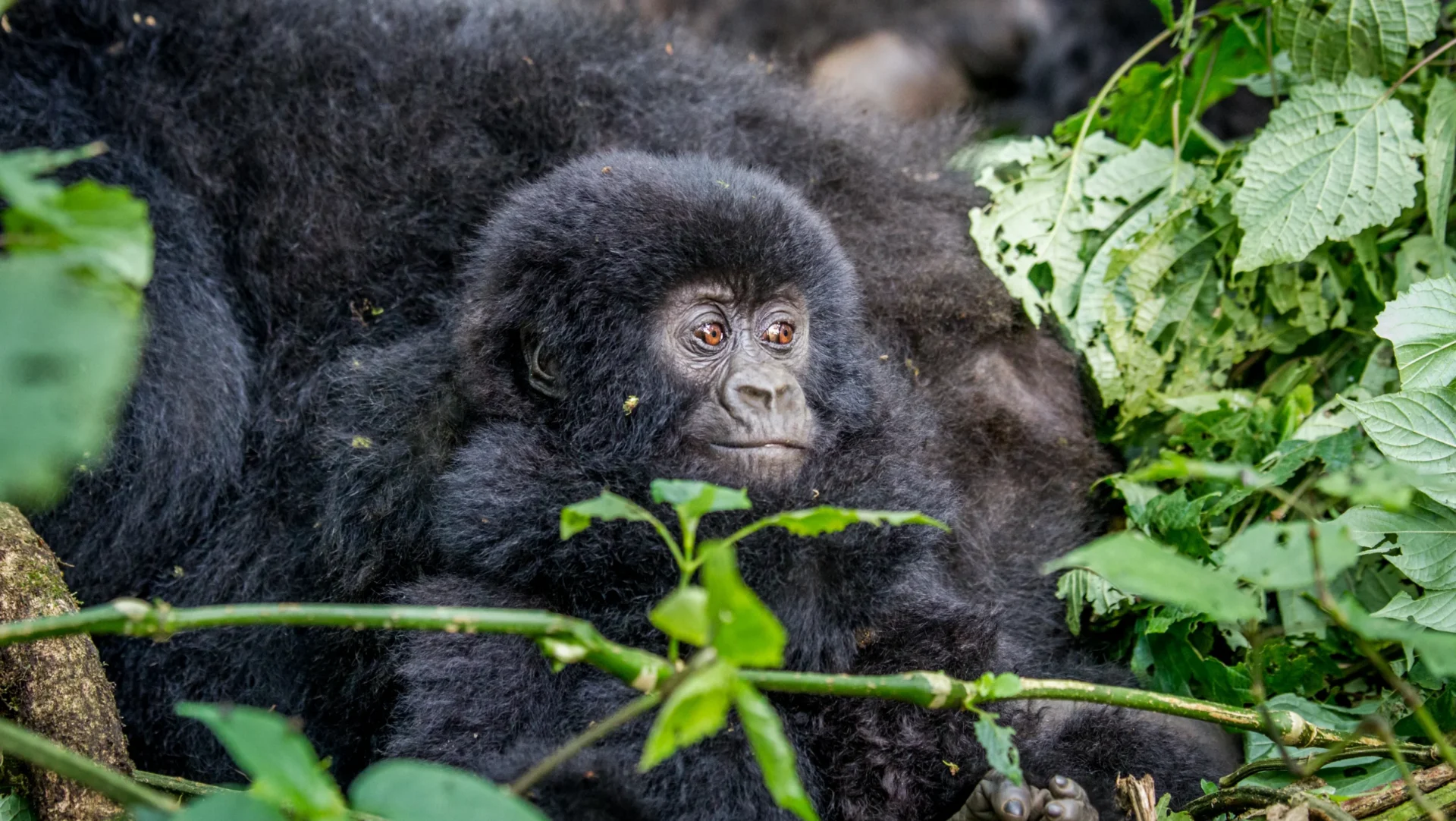 baby mountain gorilla virunga