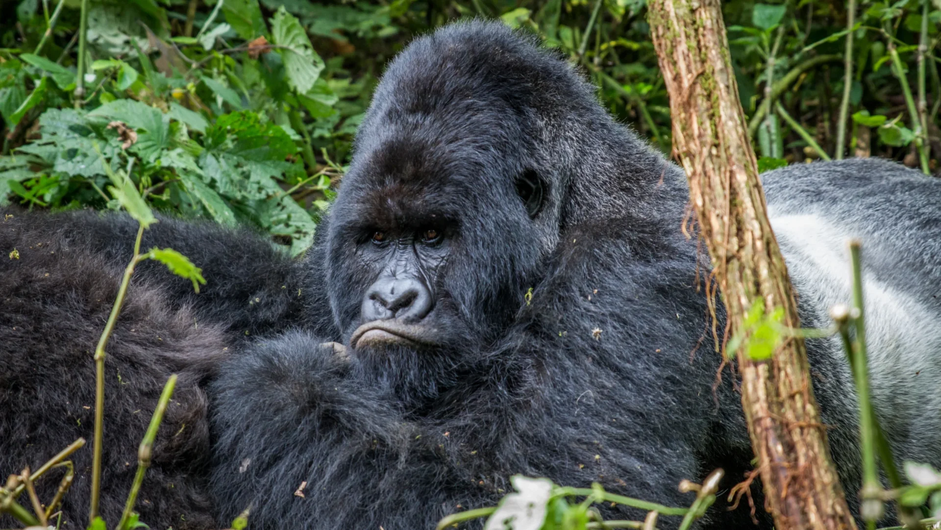 male gorilla virunga