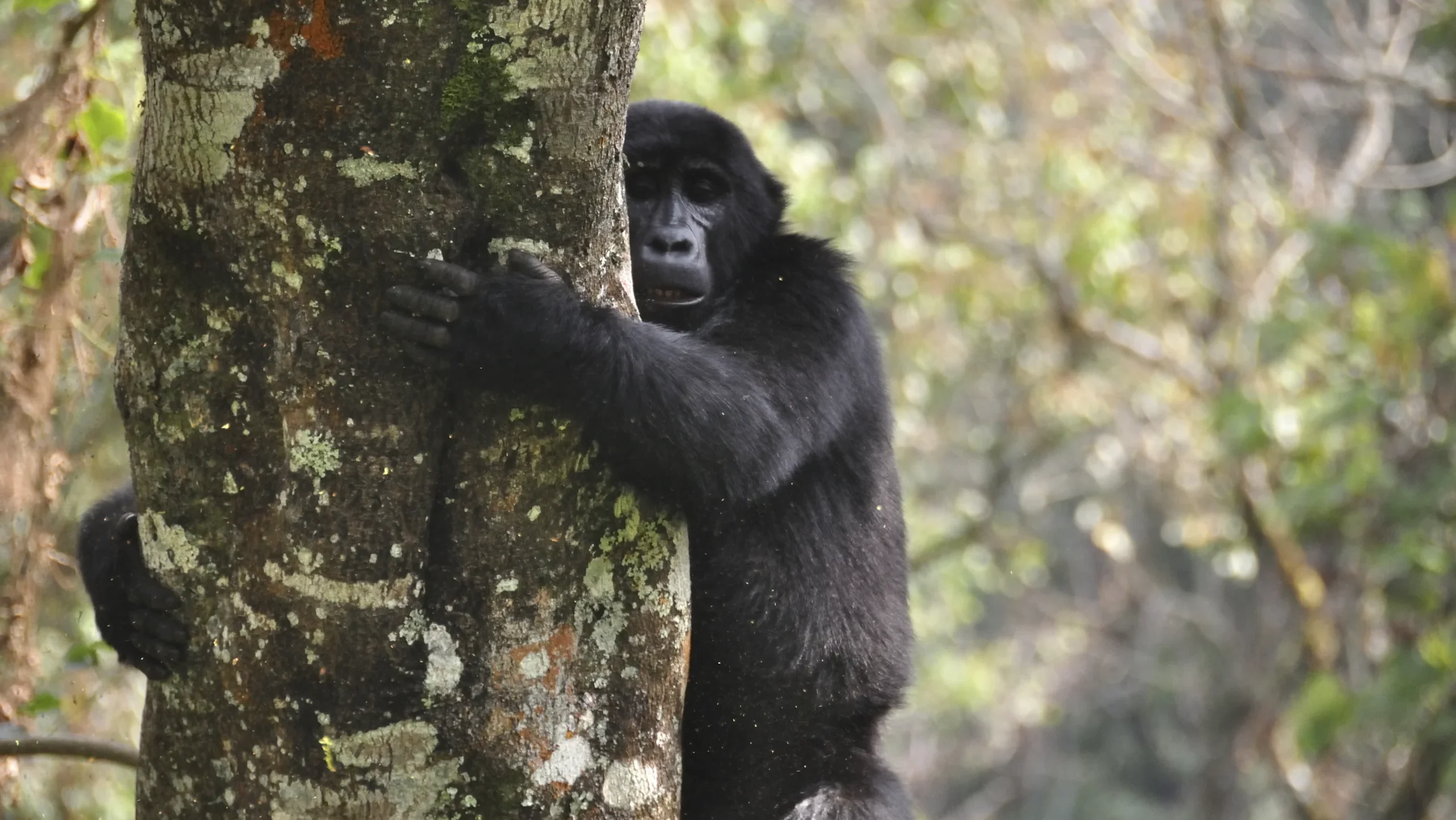 gorilla hugging a tree