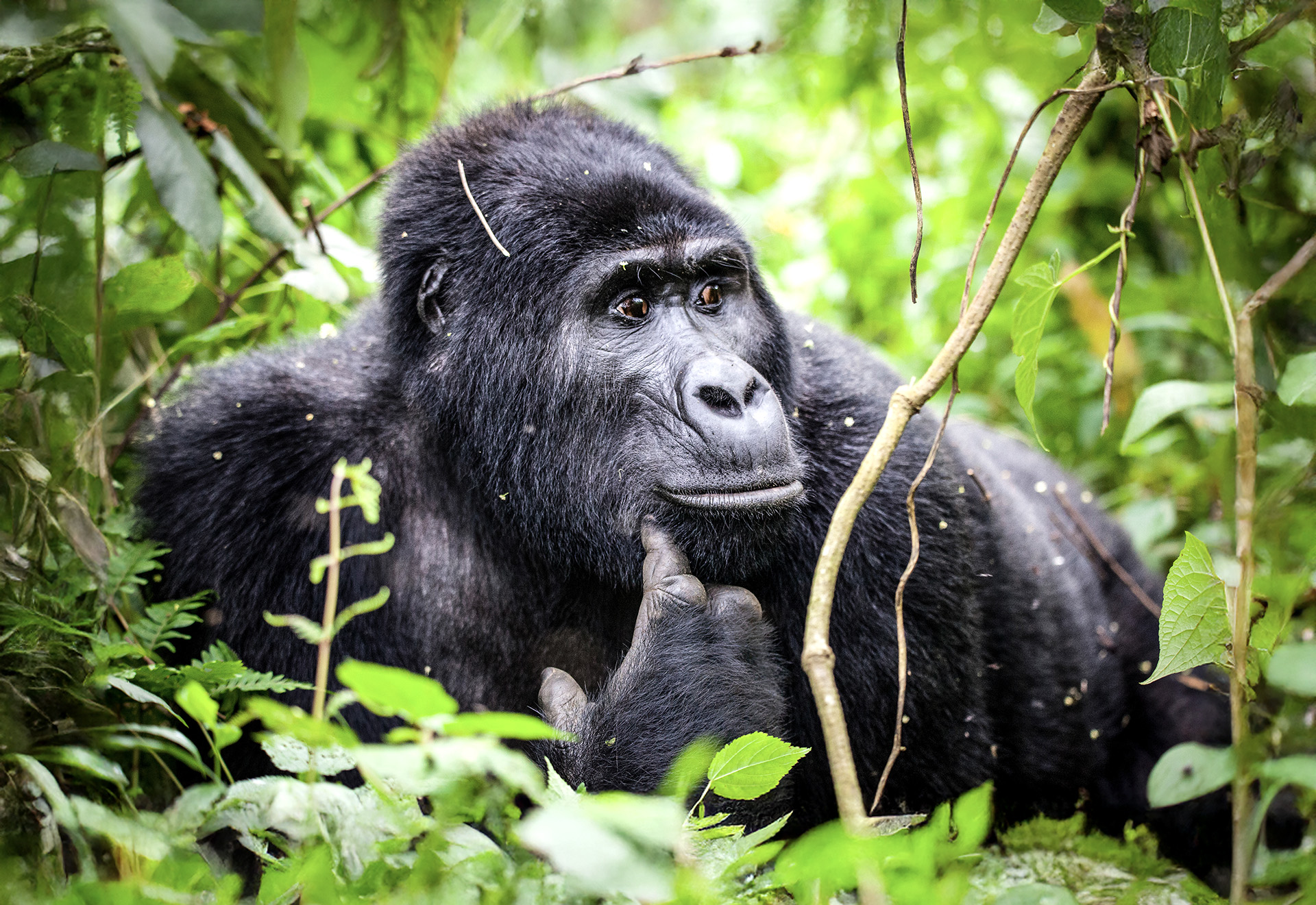 What practicalities should I consider when gorilla tracking in Virunga Mountains