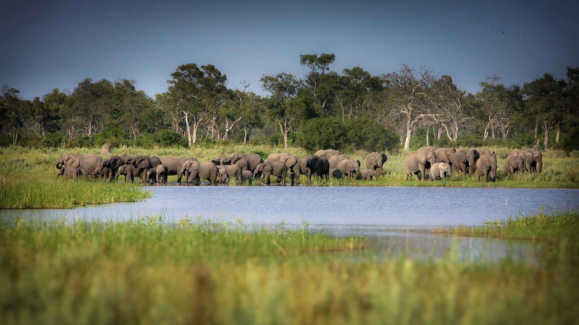 Okavango Delta 
