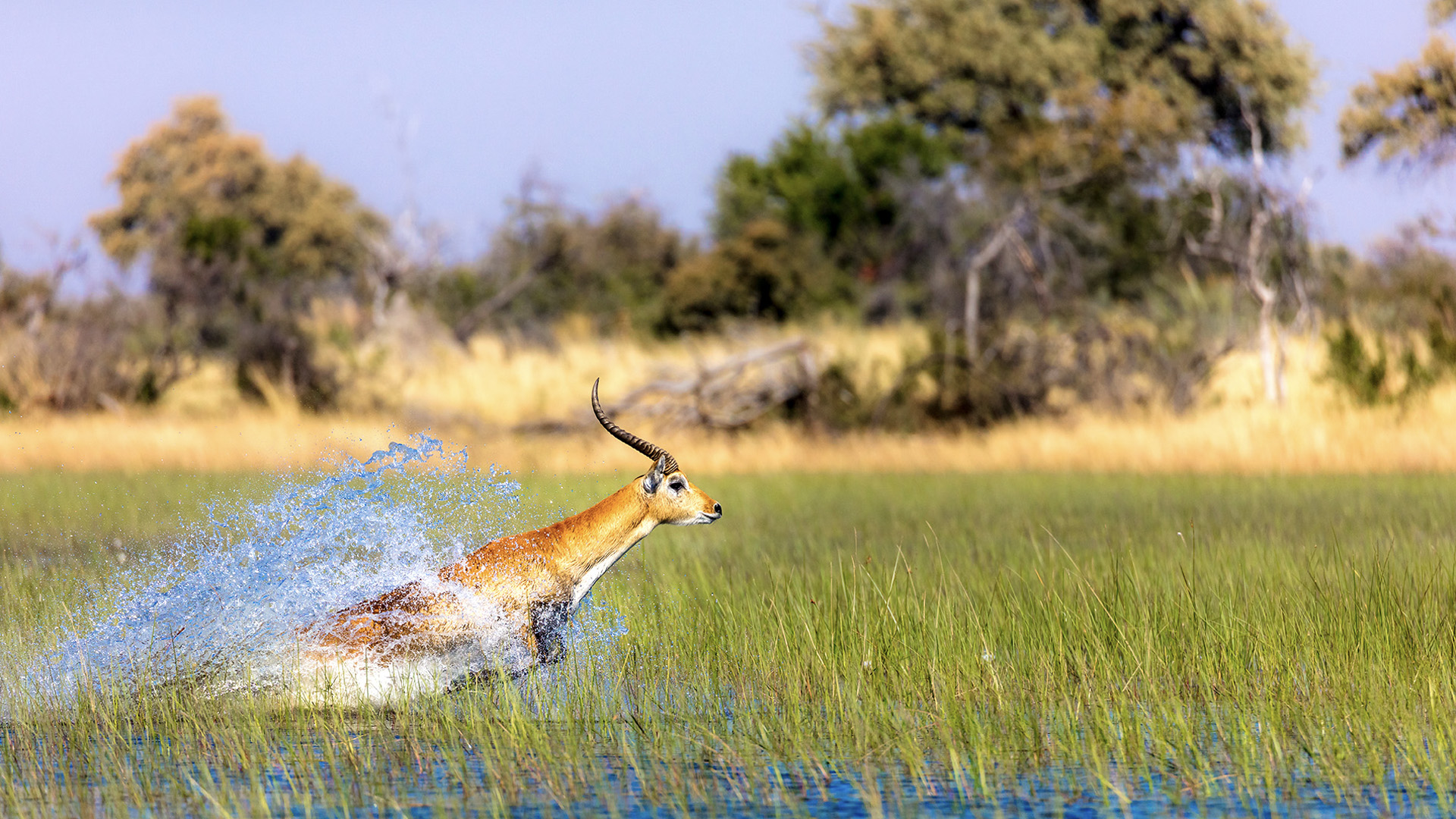 Ecology of the Okavango Delta 