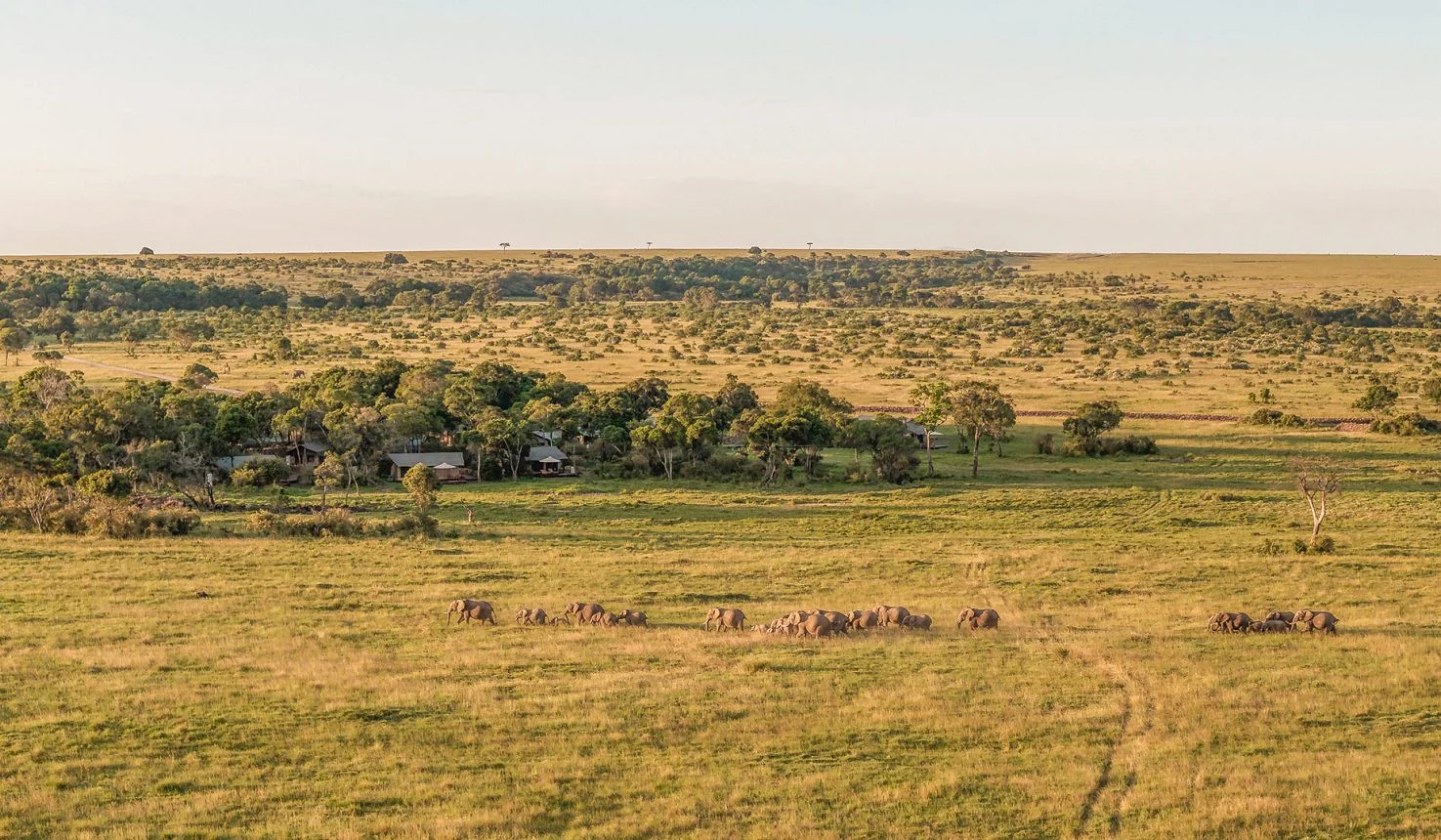 Little Elephant Pepper Camp